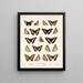 Insects Lepidoptera Rhopalocera Pl 030 - Frederick Du Cane Godman — framed artwork on a wall