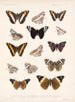 Insects Lepidoptera Rhopalocera Pl 031 - Frederick Du Cane Godman — artwork view
