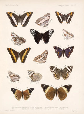 Frederick DuCane Godman - Insecta LepidopteraRhopalocera Pl 031.webp