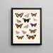 Insects Lepidoptera Rhopalocera Pl 031 - Frederick Du Cane Godman — framed artwork on a wall