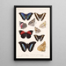 Insecta Lepidoptera Rhopalocera Pl 032 - Frederick DuCane Godman — framed artwork on a wall