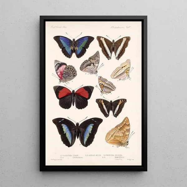Insecta Lepidoptera Rhopalocera Pl 032 - Frederick DuCane Godman — framed artwork on a wall