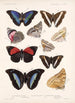 Insecta Lepidoptera Rhopalocera Pl 032 - Frederick DuCane Godman — artwork view
