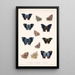 Insecta Lepidoptera Rhopalocera Pl 033 - Frederick DuCane Godman — framed artwork on a wall