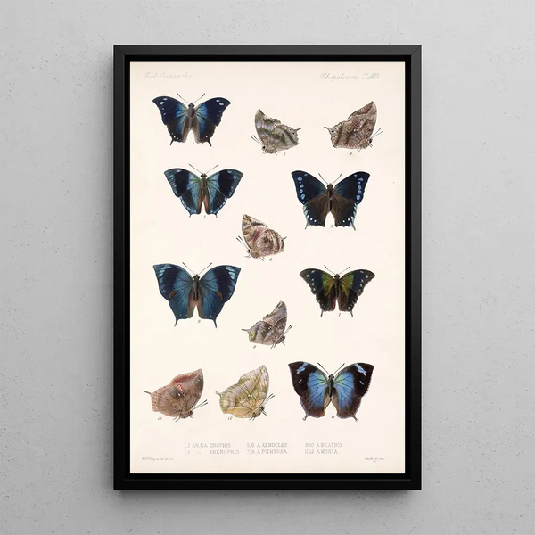 Insecta Lepidoptera Rhopalocera Pl 033 - Frederick DuCane Godman — framed artwork on a wall