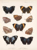 Insecta Lepidoptera Rhopalocera Pl 034 - Frederick DuCane Godman — artwork view
