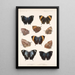 Insecta Lepidoptera Rhopalocera Pl 034 - Frederick DuCane Godman — framed artwork on a wall