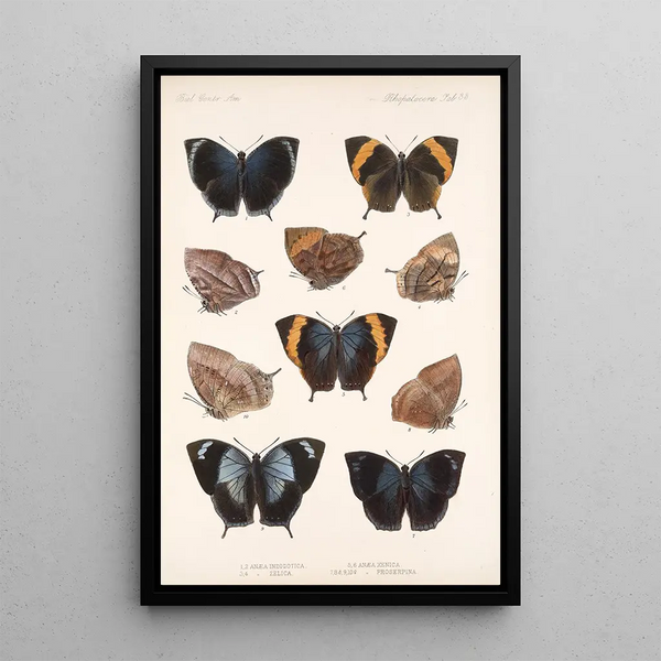 Insecta Lepidoptera Rhopalocera Pl 034 - Frederick DuCane Godman — framed artwork on a wall