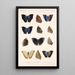 Insecta Lepidoptera Rhopalocera Pl 035 - Frederick DuCane Godman — framed artwork on a wall