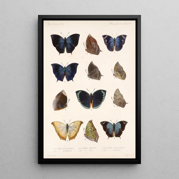 Insecta Lepidoptera Rhopalocera Pl 035 - Frederick DuCane Godman — framed artwork on a wall