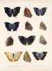 Insecta Lepidoptera Rhopalocera Pl 035 - Frederick DuCane Godman — artwork view