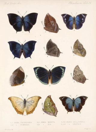 Frederick DuCane Godman - Insecta LepidopteraRhopalocera Pl 035.webp