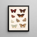 Insectes Lépidoptères Rhopalocères Pl 036 - Frederick DuCane Godman — framed artwork on a wall