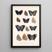 Insecta Lepidoptera Rhopalocera Pl 037 - Frederick DuCane Godman — framed artwork on a wall