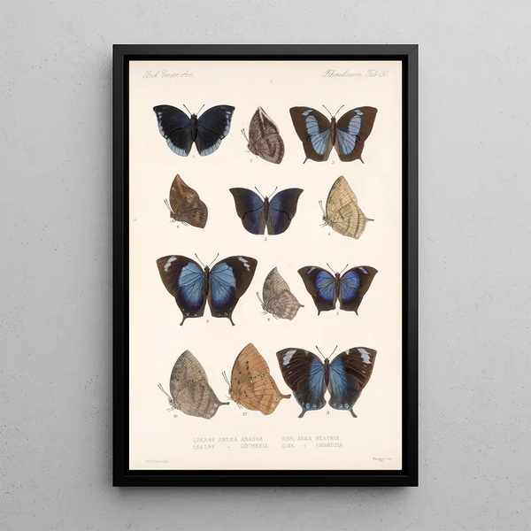 Insecta Lepidoptera Rhopalocera Pl 037 - Frederick DuCane Godman — framed artwork on a wall