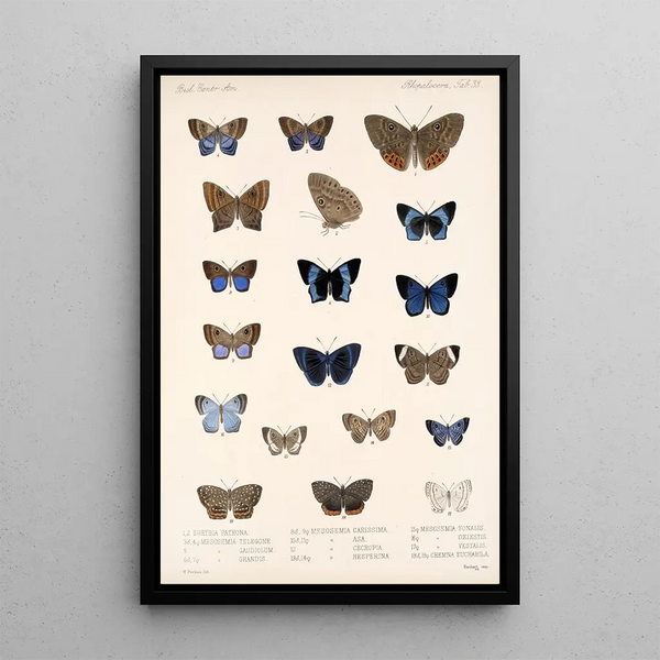 Insecta Lepidoptera Rhopalocera Pl 039 - Frederick DuCane Godman — framed artwork on a wall