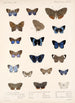 Insecta Lepidoptera Rhopalocera Pl 039 - Frederick DuCane Godman — artwork view