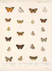 Insecta Lepidoptera Rhopalocera Pl 040 - Frederick DuCane Godman — artwork view