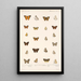 Insecta Lepidoptera Rhopalocera Pl 040 - Frederick DuCane Godman — framed artwork on a wall