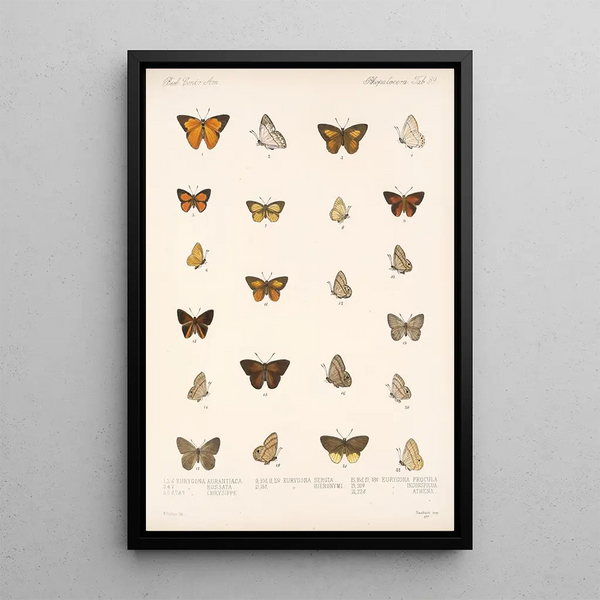 Insecta Lepidoptera Rhopalocera Pl 040 - Frederick DuCane Godman — framed artwork on a wall