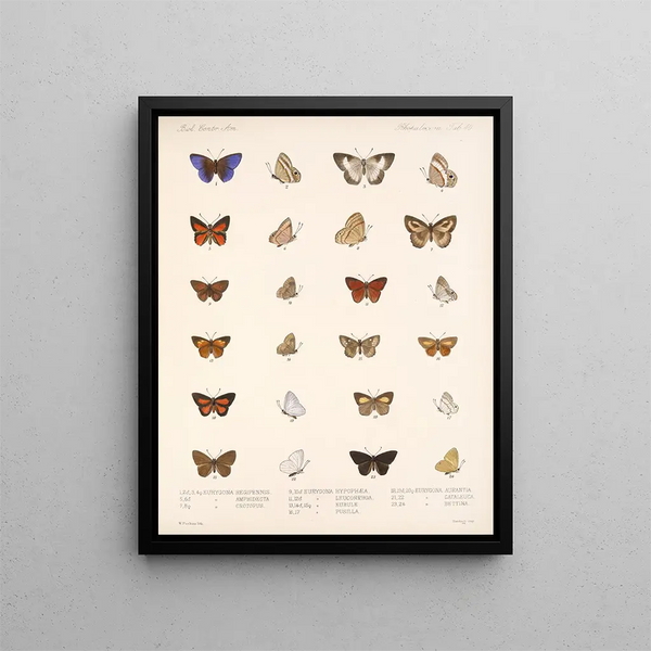 Insects Lepidoptera Rhopalocera Pl 041 - Frederick DuCane Godman — framed artwork on a wall