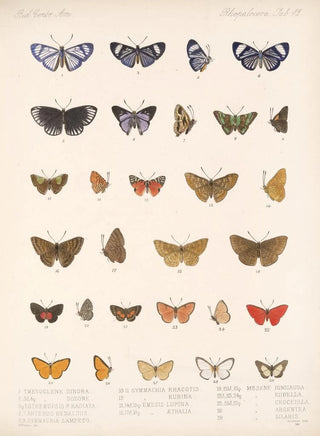 Frederick DuCane Godman - Insecta LepidopteraRhopalocera Pl 043.webp
