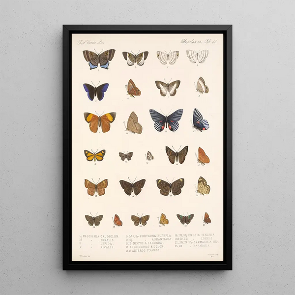 Insecta Lepidoptera Rhopalocera Pl 044 - Frederick DuCane Godman — framed artwork on a wall