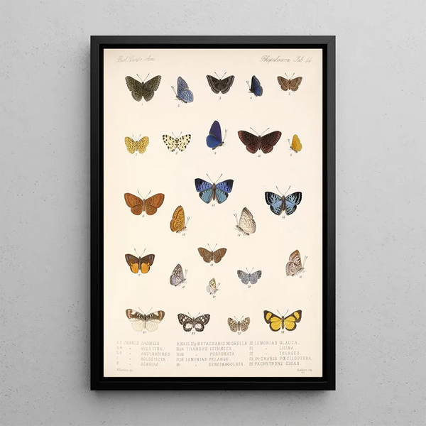 Insecta Lepidoptera Rhopalocera Pl 045 - Frederick DuCane Godman — framed artwork on a wall