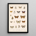 Insecta Lepidoptera Rhopalocera Pl 046 - Frederick DuCane Godman — framed artwork on a wall