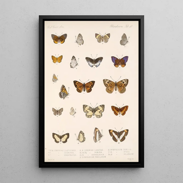 Insecta Lepidoptera Rhopalocera Pl 046 - Frederick DuCane Godman — framed artwork on a wall