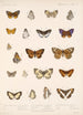 Insecta Lepidoptera Rhopalocera Pl 046 - Frederick DuCane Godman — artwork view