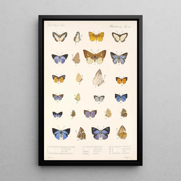 Insecta Lepidoptera Rhopalocera Pl 047 - Frederick DuCane Godman — framed artwork on a wall