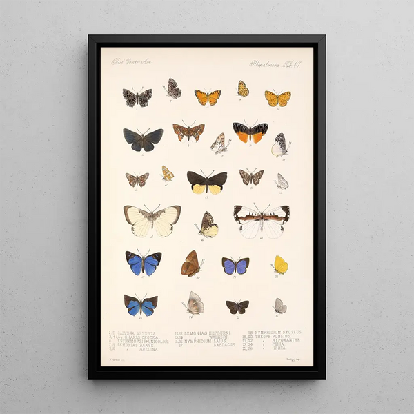 Insecta Lepidoptera Rhopalocera Pl 048 - Frederick DuCane Godman — framed artwork on a wall