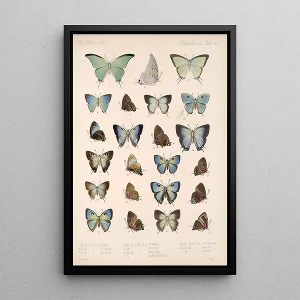 Insecta Lepidoptera Rhopalocera Pl 050 - Frederick DuCane Godman — framed artwork on a wall