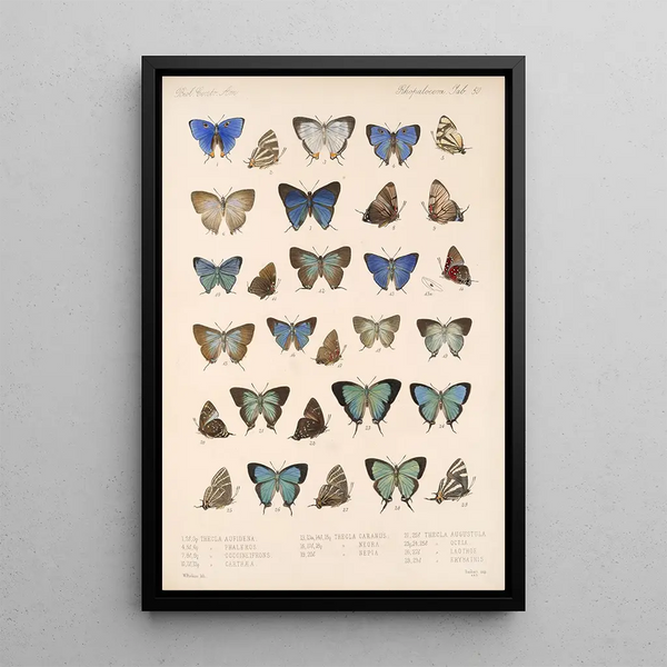 Insecta Lepidoptera Rhopalocera Pl 051 - Frederick DuCane Godman — framed artwork on a wall