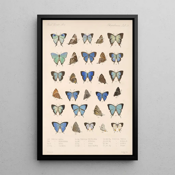 Insecta Lepidoptera Rhopalocera Pl 052 - Frederick DuCane Godman — framed artwork on a wall