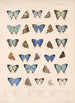 Insecta Lepidoptera Rhopalocera Pl 052 - Frederick DuCane Godman — artwork view