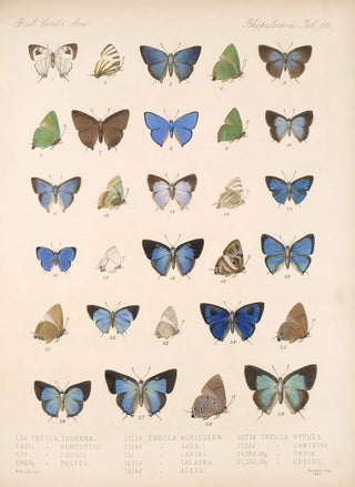Frederick DuCane Godman - Insecta LepidopteraRhopalocera Pl 053.webp