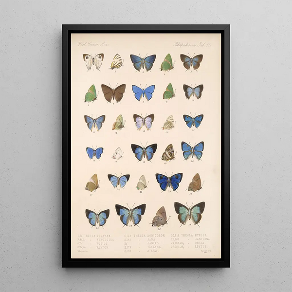 Insecta Lepidoptera Rhopalocera Pl 053 - Frederick DuCane Godman — framed artwork on a wall