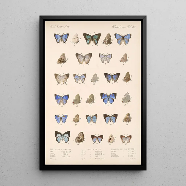 Insecta Lepidoptera Rhopalocera Pl 054 - Frederick DuCane Godman — framed artwork on a wall