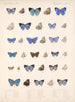 Insects Lepidoptera Rhopalocera Pl 056 - Frederick DuCane Godman — artwork view