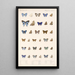 Insecta Lepidoptera Rhopalocera Pl 057 - Frederick DuCane Godman — framed artwork on a wall