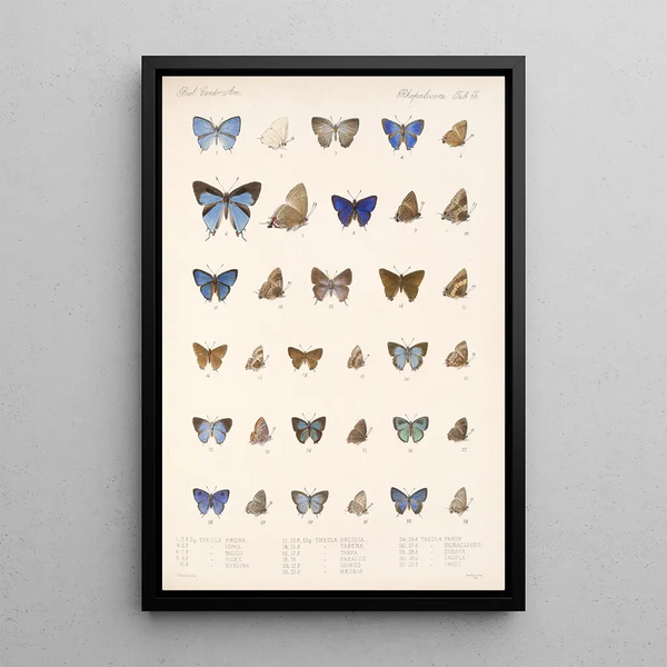 Insecta Lepidoptera Rhopalocera Pl 057 - Frederick DuCane Godman — framed artwork on a wall