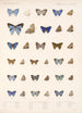 Insecta Lepidoptera Rhopalocera Pl 057 - Frederick DuCane Godman — artwork view