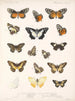 Insects Lepidoptera Rhopalocera Pl 060 - Frederick DuCane Godman — artwork view