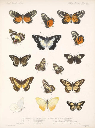 Frederick DuCane Godman - Insecta LepidopteraRhopalocera Pl 060.webp
