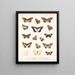 Insects Lepidoptera Rhopalocera Pl 060 - Frederick DuCane Godman — framed artwork on a wall