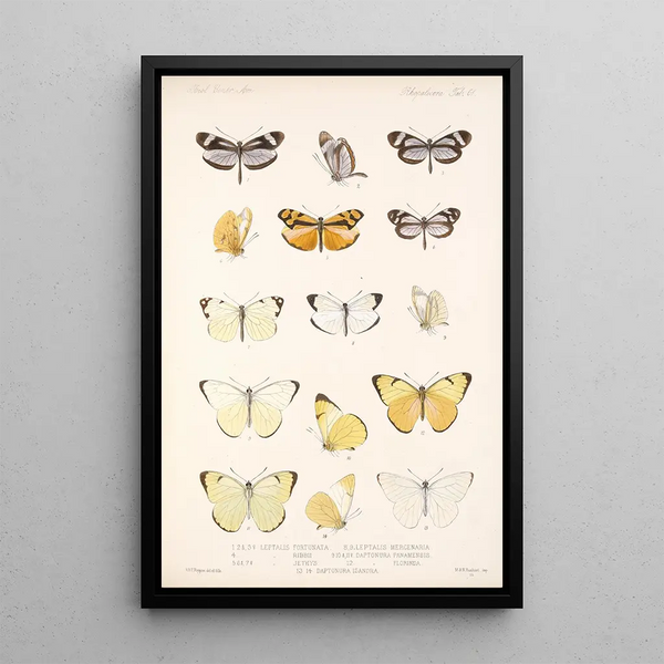 Insecta Lepidoptera Rhopalocera Pl 062 - Frederick DuCane Godman — framed artwork on a wall