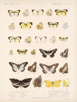 Frederick DuCane Godman - Insecta LepidopteraRhopalocera Pl 065.webp