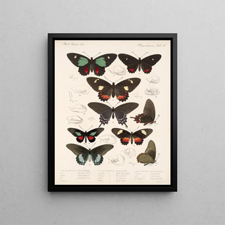 Frederick DuCane Godman - Insecta LepidopteraRhopalocera Pl 066.webp
